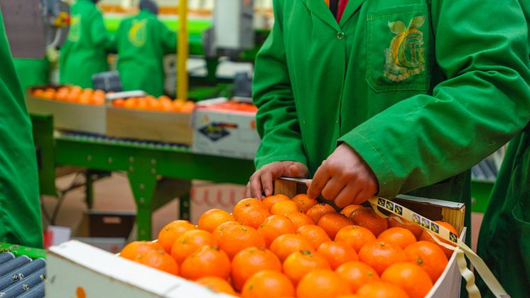  Women selecting and preparing mandarins for export. Location: Morocco ©OZ / Alamy Stock Photo