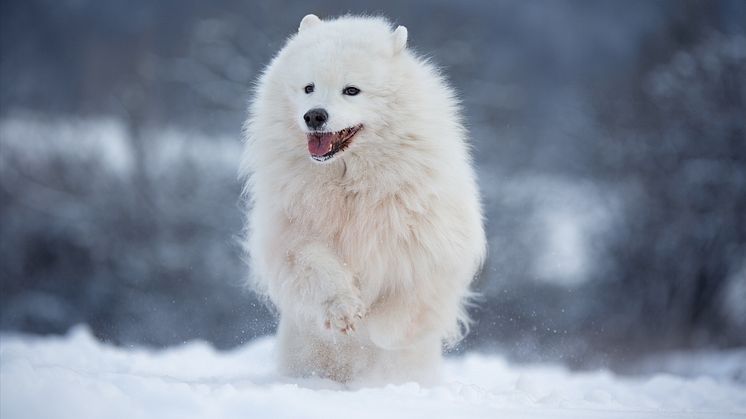 220125-pm-therapiehund icy
