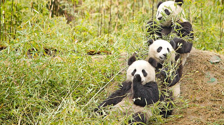 Jättepandor. Källa: Chi King/Wikimedia Commons (https://commons.wikimedia.org/wiki/File:Giant_Pandas_having_a_snack.jpg)