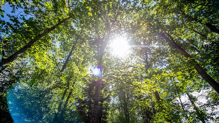 JYSK/DÄNISCHES BETTENLAGER verwendet künftig zu 100 % nachhaltig wachsendes Holz