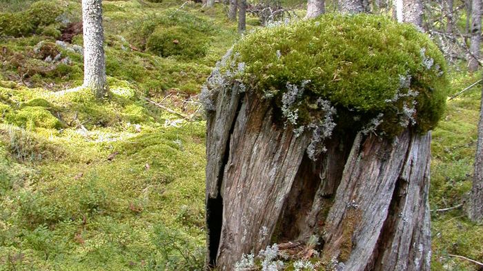 Vi har 19 nya naturreservat i Värmland