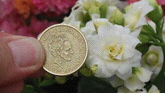Kalanchoë blossfeldiana 