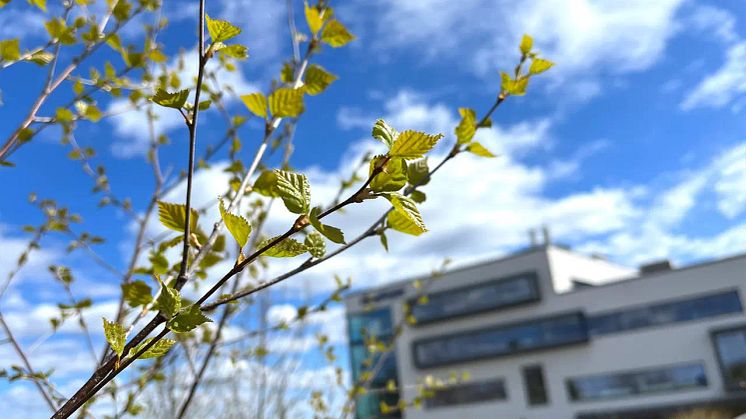 Med enkla åtgärder kan du som arbetsgivare hjälpa dina medarbetare att minska problemen med pollen i arbetsvardagen. FOTO: Simployer