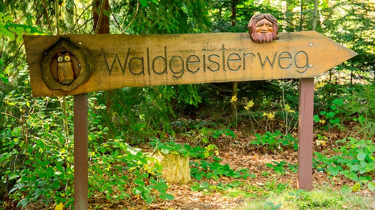 Waldgeisterweg im Greifensteinwald