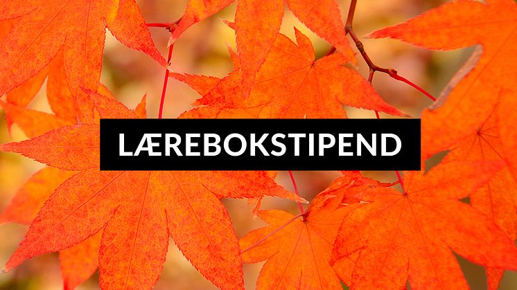 INSTAGRAM---Lærebokstipend-autumn-11.jpg