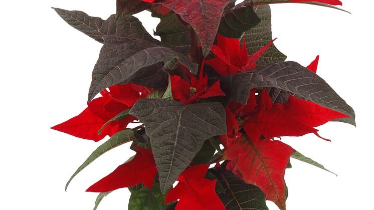 Lucka nr 20 - Pyramidformad Julstjärna i en Blomstrande Julkalender
