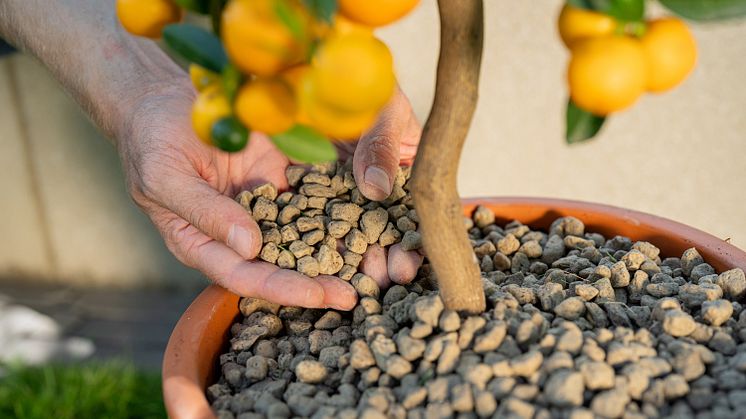 Neu von Floragard: Das mineralische Bio Pflanzgranulat lässt sich als Drainageschicht im Topf oder gegen Trauermücken zur Abdeckung der Erde einsetzen. 