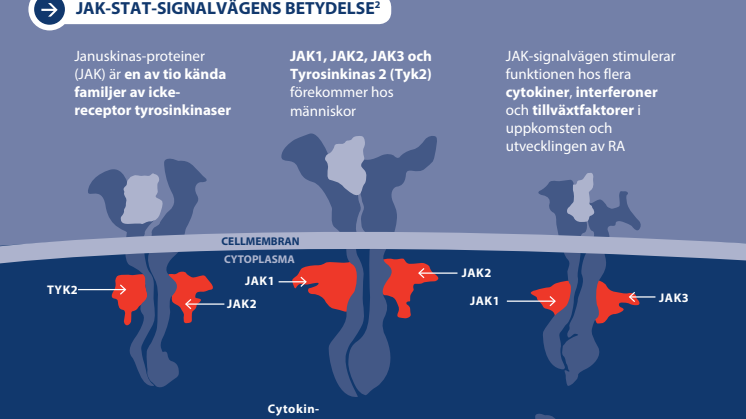 Fakta - så fungerar JAK-hämmare 