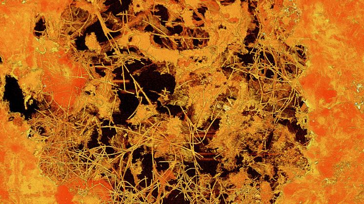 Svampliknande fossil från jordens ungdom. Röntgentomografisk avbildning av lavabubbla med mycelie-fossil. Bubblan är 0,8 mm i diameter. Bild Stefan Bengtson.