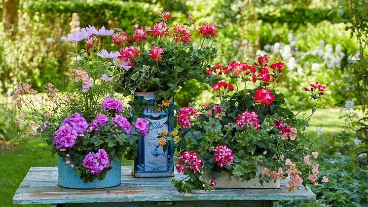 Pelargoner är en av våra mest torktåliga sommarblommor. Foto: Pelargonium for Europe