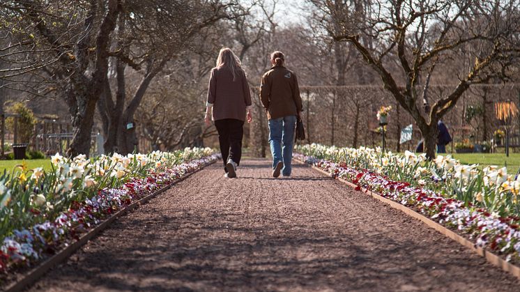 Sofiero_2023_Vårflor_grusgång_foto_AndersAhlgren