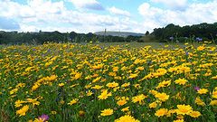 Scenic shots needed to complete Bury calendar