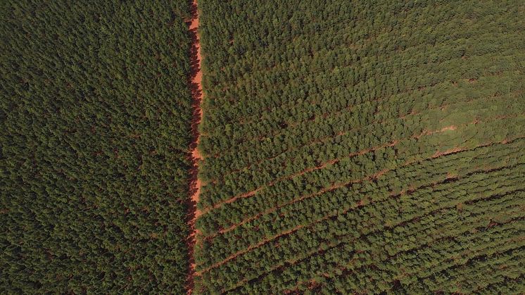 Aerial view Pine Plantations