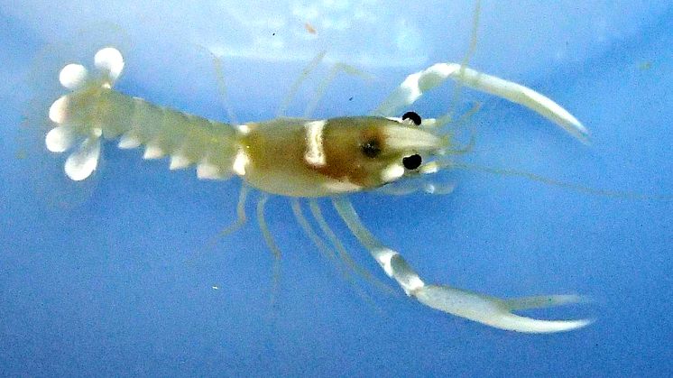 På Havs- och vattenforum: Nyaste rönen från odling av hummer i Bohuslän