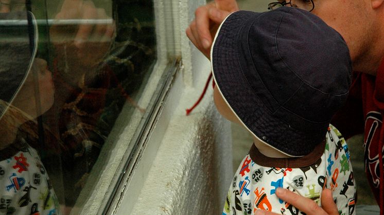 Nu kläcks äggen på Terrariet i Folkets Park…