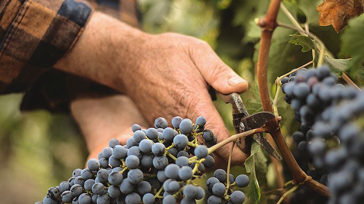 Cabernet Sauvignon Maipo