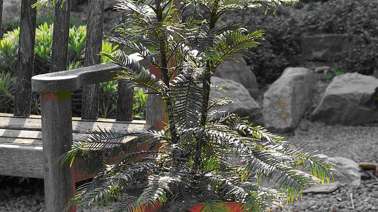 Wollemi Pine™
