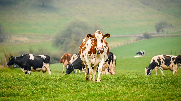 Arla_Kühe Biobetrieb in der Nordeifel_Weidegang.jpg