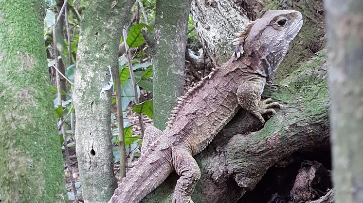 Tuatara