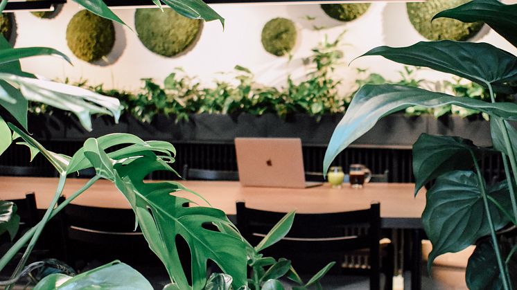 Urban Jungle