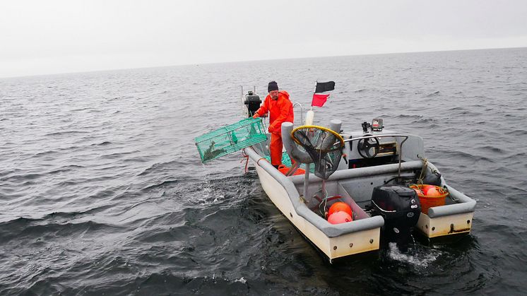 Fiske med torskbur