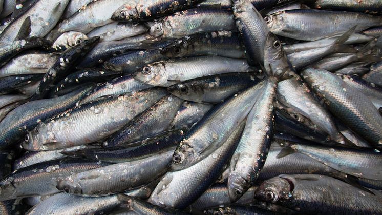 RS7937_herring.jpg
