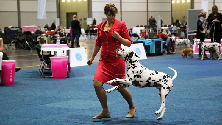 World Dog Show 2017 - Training