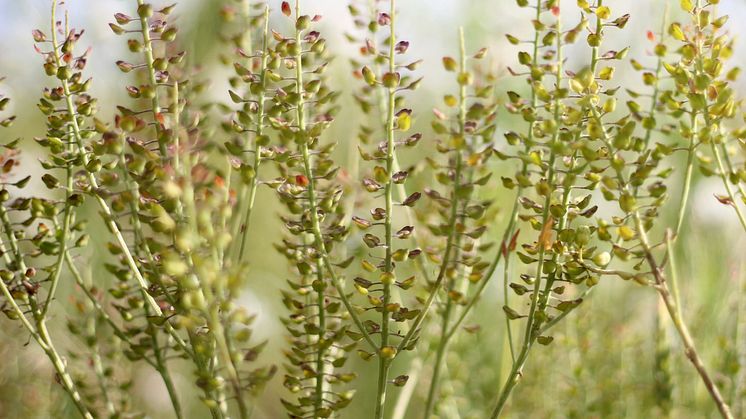 Fältkrassing (Lepidium campestre). Foto: Anna Lehrman