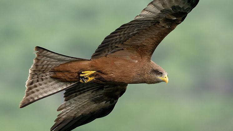 Flygande brun fågel fotad underifrån. Bakgrunden är suddigt grön.