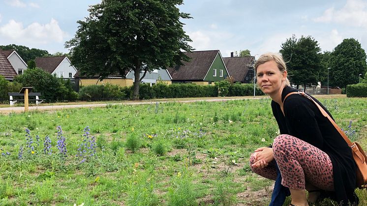 Erika från Veg Tech vid ängen en månad efter etablering. Blåeld och gulsporre har varit dominerande denna sommar.