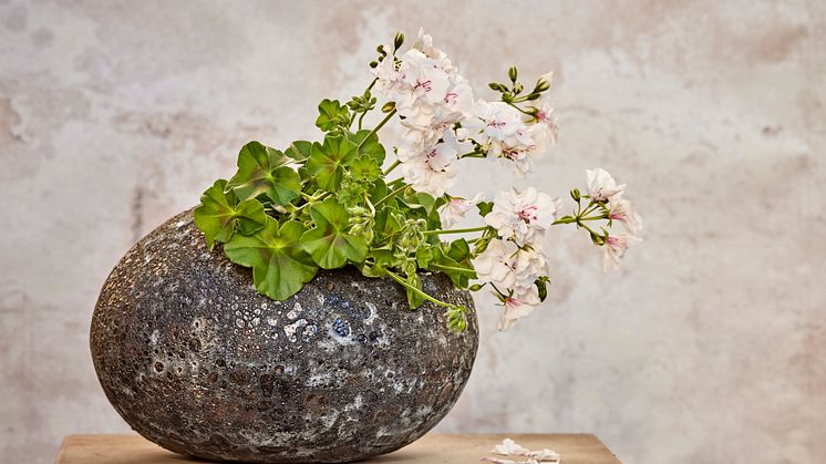 En patinerad kruka blir tillsammans med en pelargon en vacker skulptur. Foto: Blomsterfrämjandet/Pelargoner for Europe