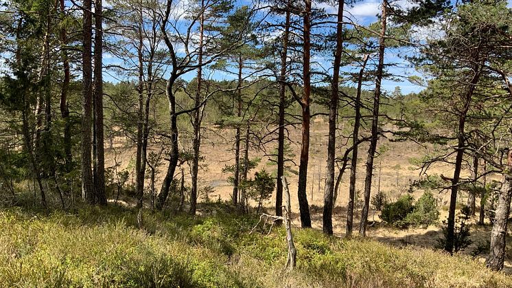 Kroppefjälls norra våtmarker (myr och tall)