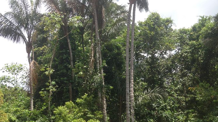Palmer i Amazonas