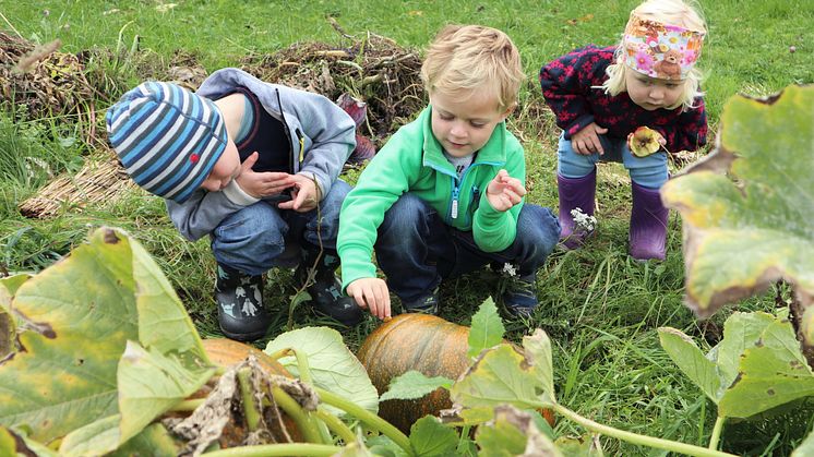 Økologisk Norge er på jakt etter skoler i Viken som vil etablere skolehager som læringsarena.