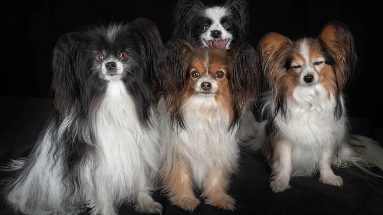 Hunde sind immer willkommen