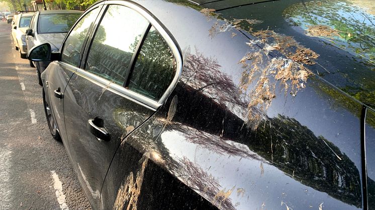 Ford beskytter din bil ved hjælp af kunstige fugleklatter