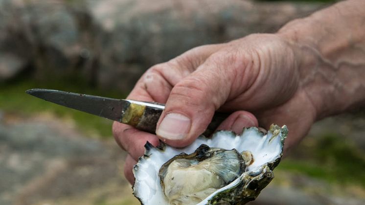 Oyster- Photo Cred Madeleine Landley