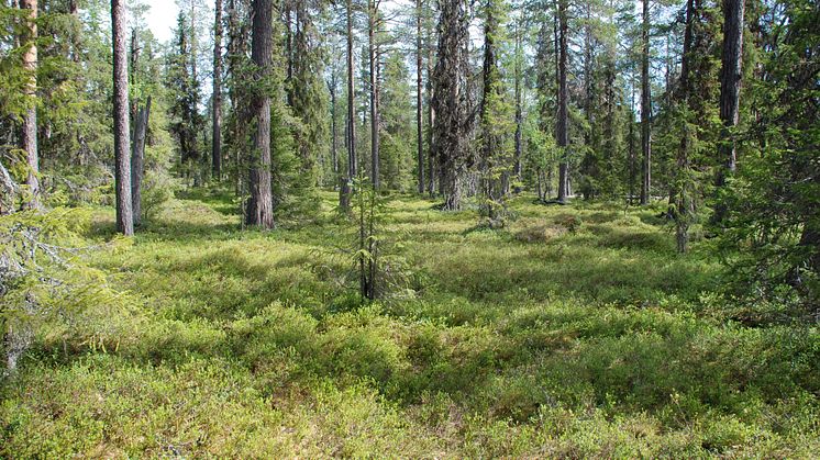 När kvävet tryter i skogen lockar mossan till sig kvävefixerare
