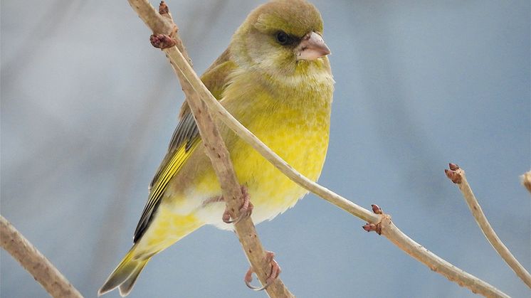 Neben der Amsel ist der Grünfink oder Grünling einer der zahlreichsten Vögel der Städte und Dörfer.