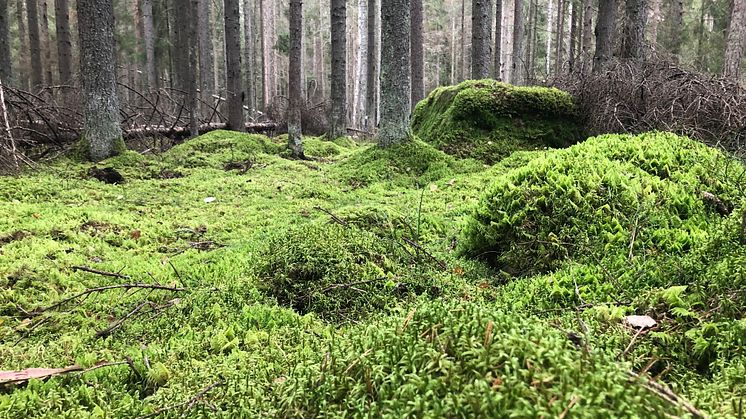 Miljöövervakning av mossa visar att halten av flera metaller ökar