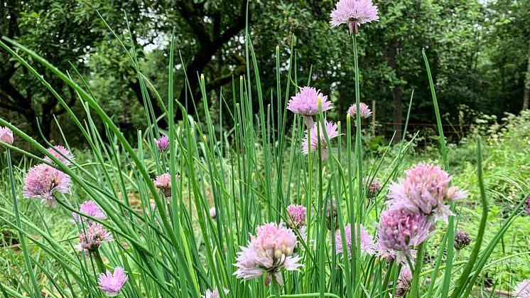 Vegetationen i skog och mark sög upp regnet som kom under midsommarhelgen. Läget är ansträngt i Åstorps kommun som riskerar att få bevattningsförbud om vattenförbrukningen fortsätter på samma höga nivå som nu.