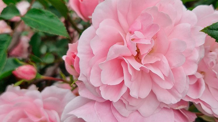 Blomsterlandet_Climbing_Canibo