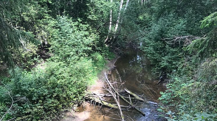 Ölmans lövskogsraviner naturreservat.JPG