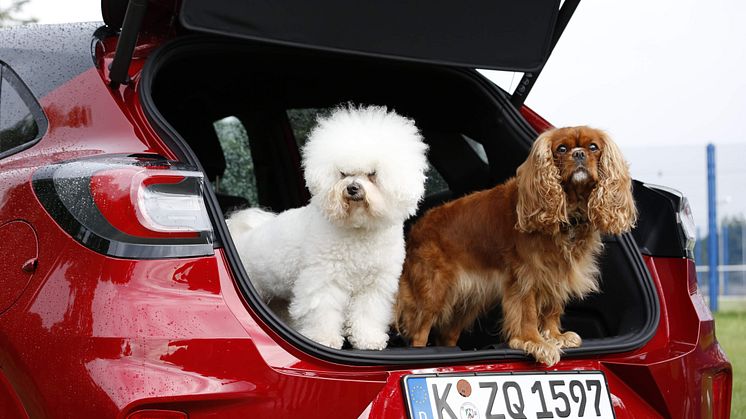 Hundespa i Ford Puma