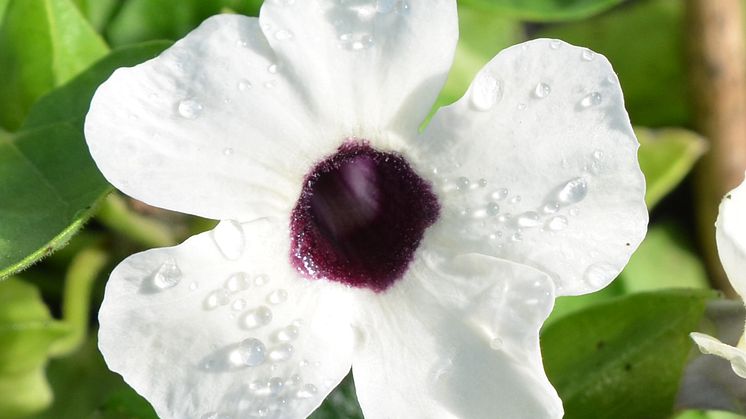 30 Thunbergia alata CloseUp vita