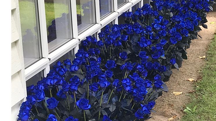 Inför begravningen hade medarbetarna samlat ihop till blå rosor.  