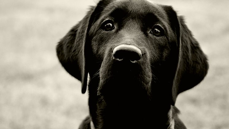 Molly är det vanligaste hundnamnet, flest hundar finns i Skåne och labrador retriever är den vanligaste hundrasen - det framgår av 2024  års statistik från hundregistret. Bild: Petra Winroth, Mostphotos.