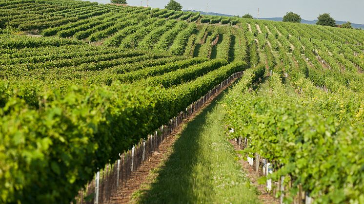 Weingut Leth vingård i Österrike - certifierad inom hållbarhet.