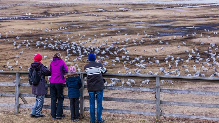Besökare vid Trandansen, Hornborgasjön. Foto: Jesper Anhede