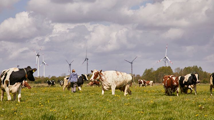 Weidegang auf einem Arla Hof in Schleswig-Holstein, Symbolbild (Fotograf: Carlos Albuquerque) 